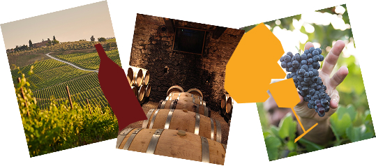 Photos de vignes, de fut en bois dans une cave et d'une main tenant une grappe de raisin